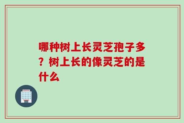 哪种树上长灵芝孢子多？树上长的像灵芝的是什么