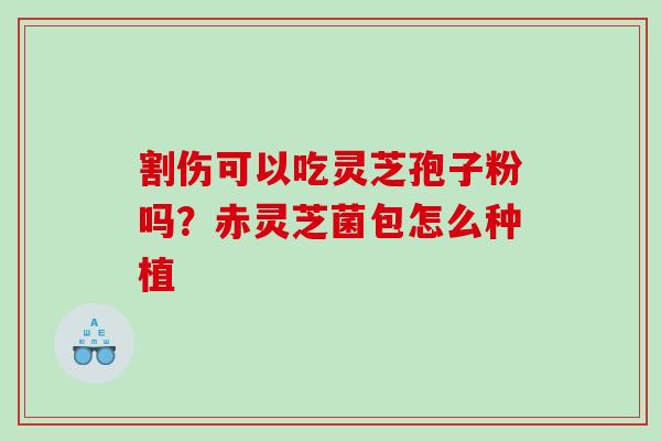 割伤可以吃灵芝孢子粉吗？赤灵芝菌包怎么种植