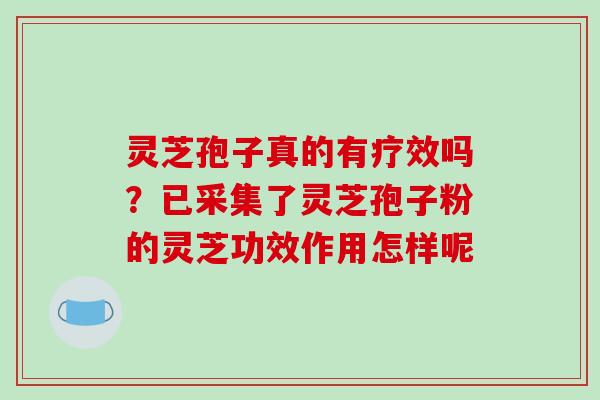 灵芝孢子真的有疗效吗？已采集了灵芝孢子粉的灵芝功效作用怎样呢