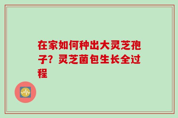 在家如何种出大灵芝孢子？灵芝菌包生长全过程