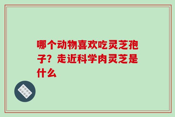 哪个动物喜欢吃灵芝孢子？走近科学肉灵芝是什么