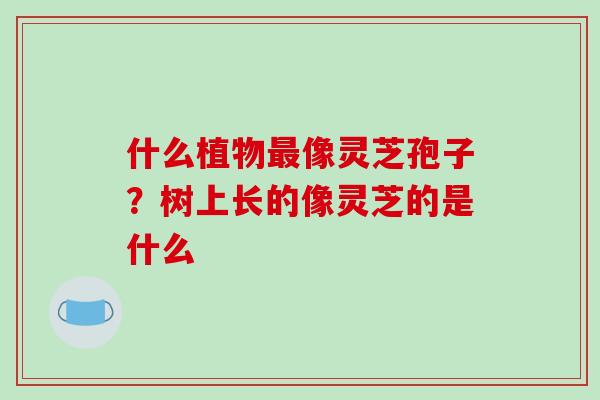 什么植物最像灵芝孢子？树上长的像灵芝的是什么