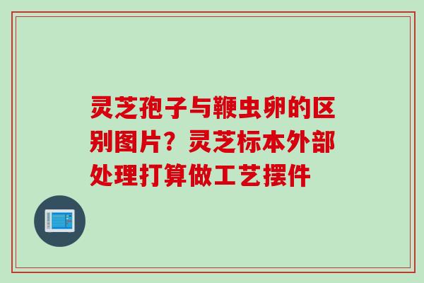 灵芝孢子与鞭虫卵的区别图片？灵芝标本外部处理打算做工艺摆件