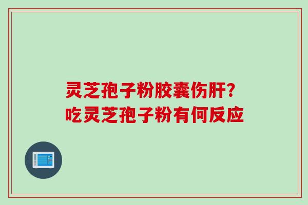 灵芝孢子粉胶囊伤肝？吃灵芝孢子粉有何反应