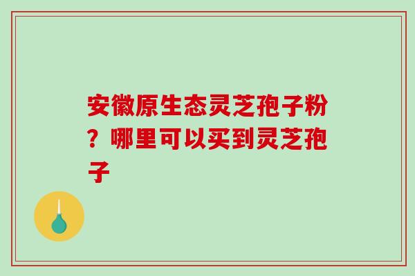 安徽原生态灵芝孢子粉？哪里可以买到灵芝孢子