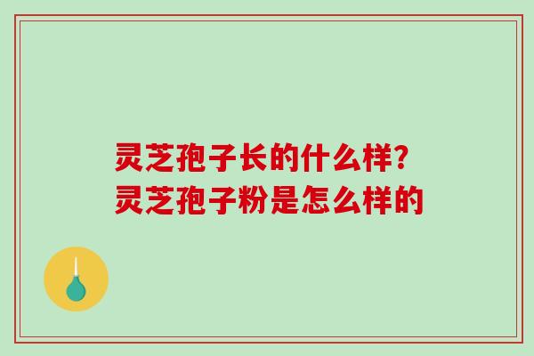 灵芝孢子长的什么样？灵芝孢子粉是怎么样的