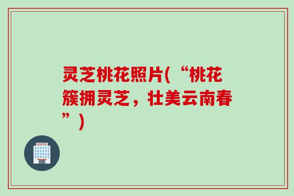 灵芝桃花照片(“桃花簇拥灵芝，壮美云南春”)