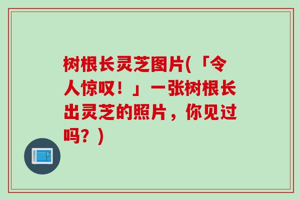 树根长灵芝图片(「令人惊叹！」一张树根长出灵芝的照片，你见过吗？)