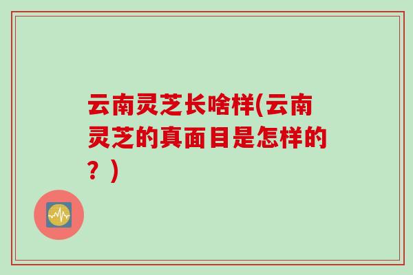 云南灵芝长啥样(云南灵芝的真面目是怎样的？)