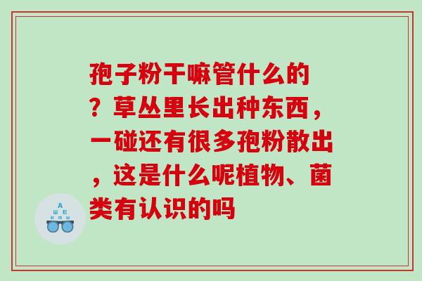孢子粉干嘛管什么的 ？草丛里长出种东西，一碰还有很多孢粉散出，这是什么呢植物、菌类有认识的吗