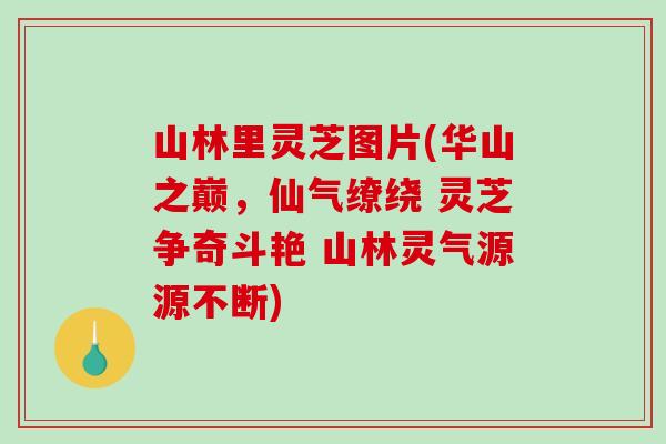 山林里灵芝图片(华山之巅，仙气缭绕 灵芝争奇斗艳 山林灵气源源不断)
