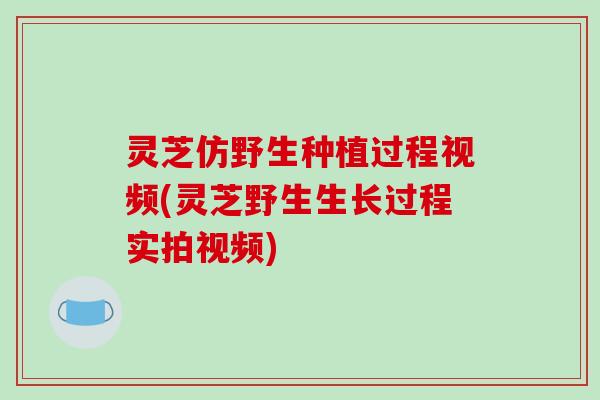 灵芝仿野生种植过程视频(灵芝野生生长过程实拍视频)