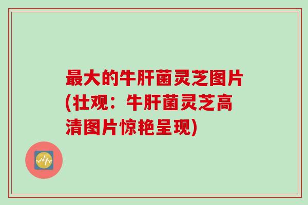 最大的牛肝菌灵芝图片(壮观：牛肝菌灵芝高清图片惊艳呈现)