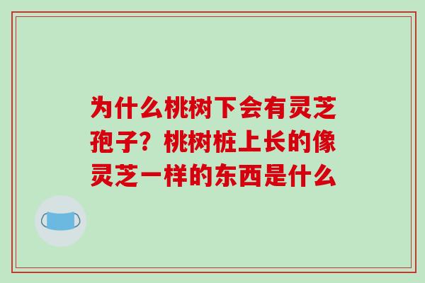 为什么桃树下会有灵芝孢子？桃树桩上长的像灵芝一样的东西是什么