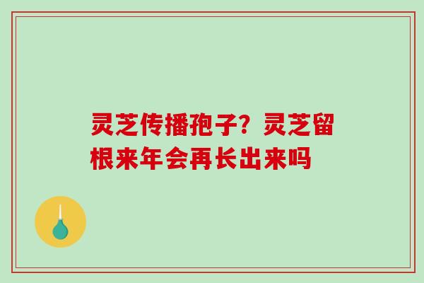 灵芝传播孢子？灵芝留根来年会再长出来吗