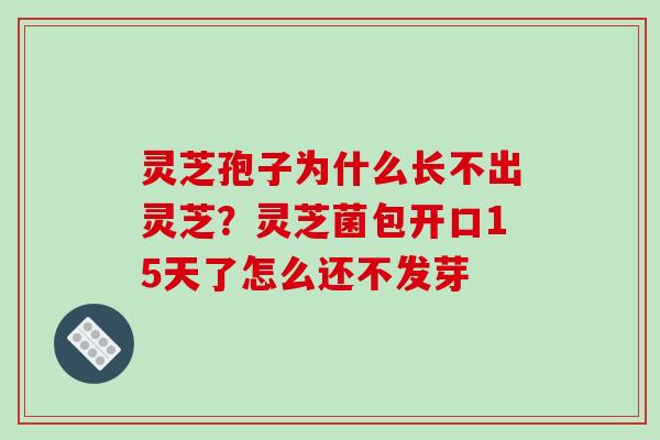 灵芝孢子为什么长不出灵芝？灵芝菌包开口15天了怎么还不发芽