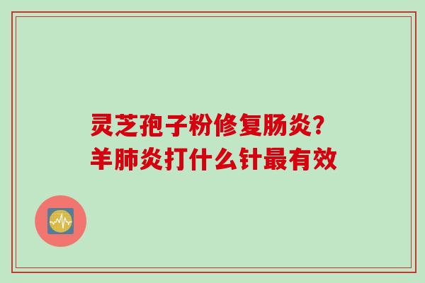 灵芝孢子粉修复肠炎？羊肺炎打什么针最有效