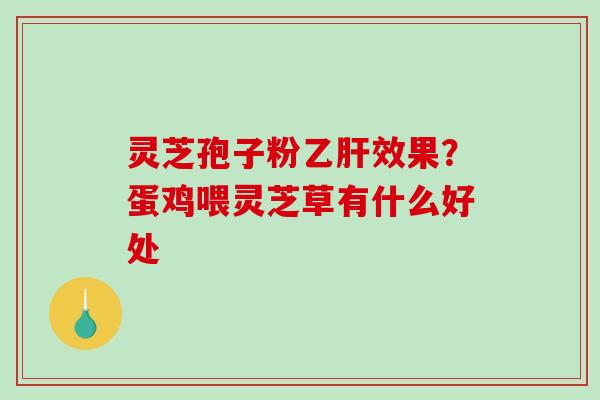 灵芝孢子粉乙肝效果？蛋鸡喂灵芝草有什么好处