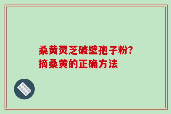 桑黄灵芝破壁孢子粉？摘桑黄的正确方法