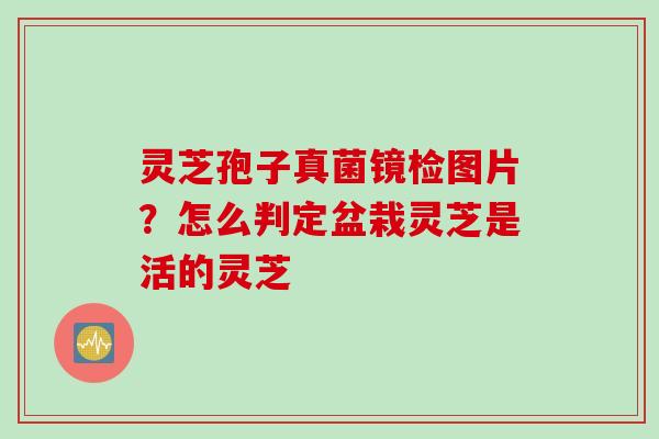 灵芝孢子真菌镜检图片？怎么判定盆栽灵芝是活的灵芝