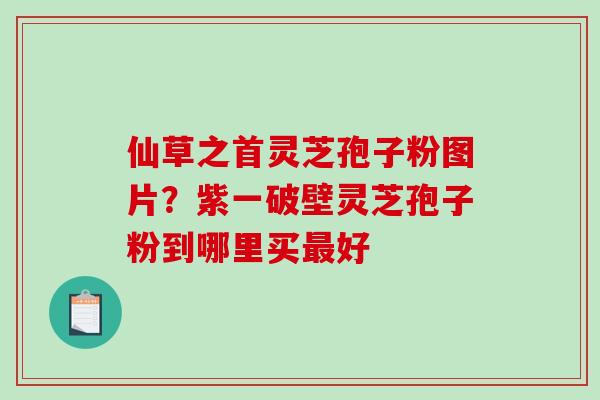 仙草之首灵芝孢子粉图片？紫一破壁灵芝孢子粉到哪里买最好