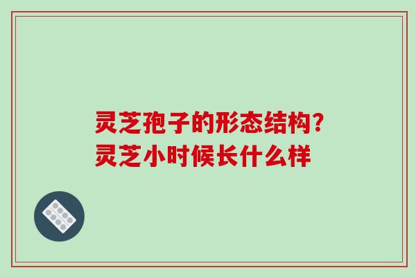 灵芝孢子的形态结构?灵芝小时候长什么样 灵芝孢子的形态结构?灵芝小时候长什么样