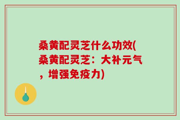 桑黄配灵芝什么功效(桑黄配灵芝：大补元气，增强免疫力)