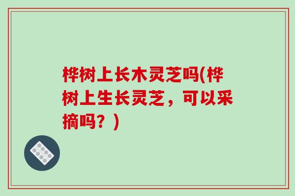 桦树上长木灵芝吗(桦树上生长灵芝，可以采摘吗？)