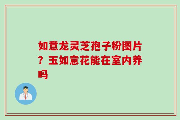 如意龙灵芝孢子粉图片？玉如意花能在室内养吗