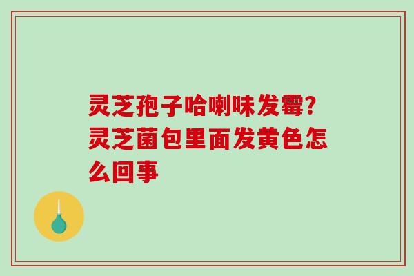 灵芝孢子哈喇味发霉？灵芝菌包里面发黄色怎么回事