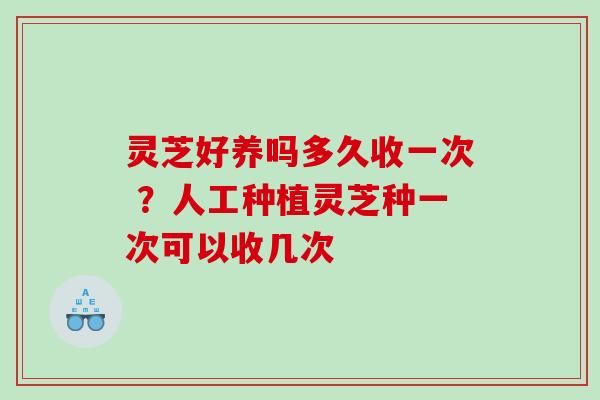 灵芝好养吗多久收一次 ?人工种植灵芝种一次可以收几次 灵芝好养吗多久收一次 ?人工种植灵芝种一次可以收几次