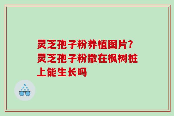灵芝孢子粉养植图片?灵芝孢子粉撒在枫树桩上能生长吗 灵芝孢子粉养植图片?灵芝孢子粉撒在枫树桩上能生长吗