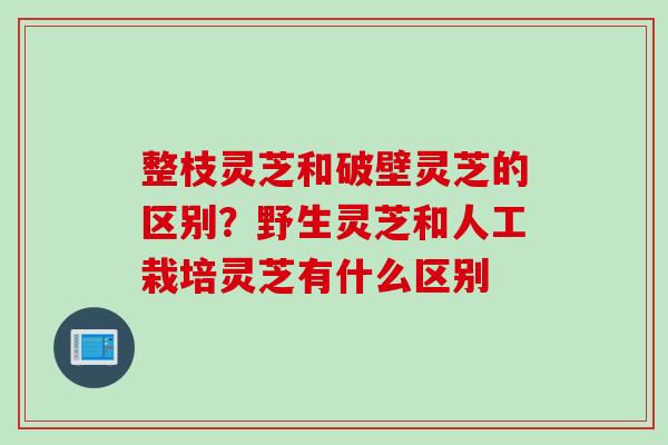 整枝灵芝和破壁灵芝的区别？野生灵芝和人工栽培灵芝有什么区别
