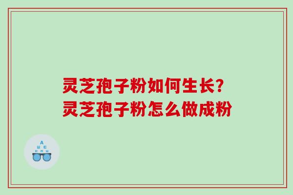 灵芝孢子粉如何生长？灵芝孢子粉怎么做成粉