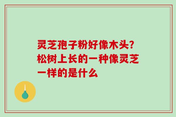 灵芝孢子粉好像木头？松树上长的一种像灵芝一样的是什么