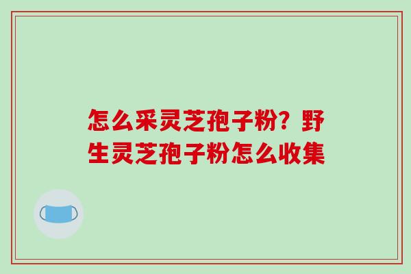 怎么采灵芝孢子粉？野生灵芝孢子粉怎么收集