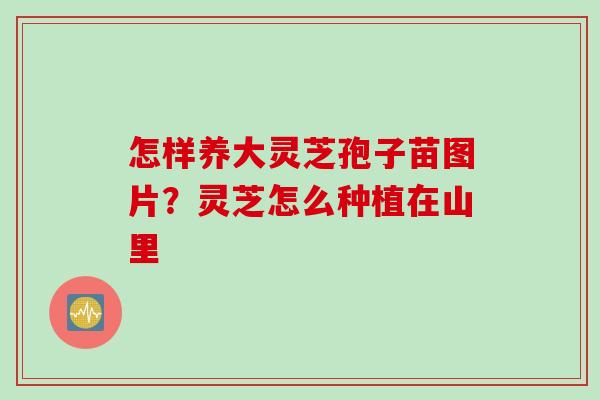 怎样养大灵芝孢子苗图片？灵芝怎么种植在山里