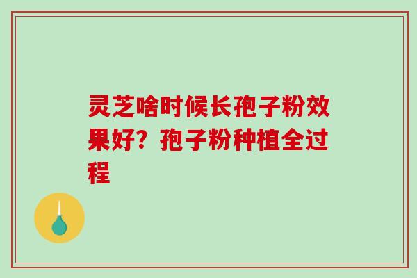 灵芝啥时候长孢子粉效果好？孢子粉种植全过程