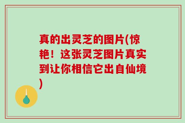 真的出灵芝的图片(惊艳！这张灵芝图片真实到让你相信它出自仙境)
