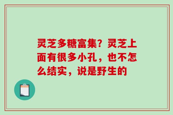 灵芝多糖富集？灵芝上面有很多小孔，也不怎么结实，说是野生的