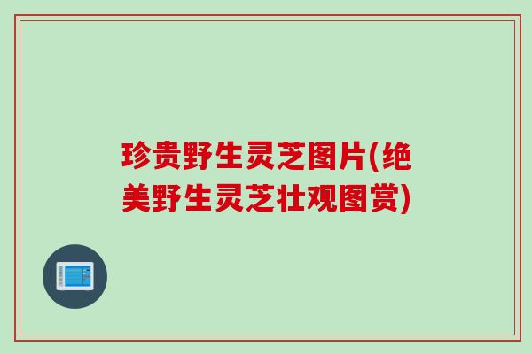 珍贵野生灵芝图片(绝美野生灵芝壮观图赏) 珍贵野生灵芝图片(绝美野生灵芝壮观图赏)