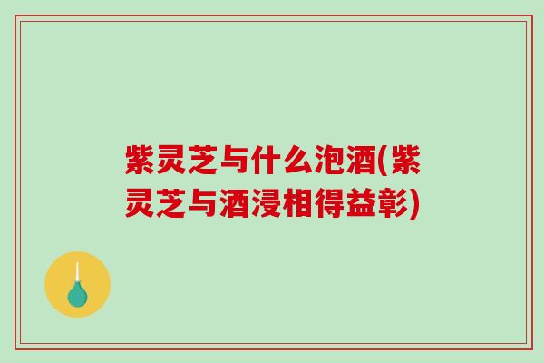 紫灵芝与什么泡酒(紫灵芝与酒浸相得益彰) 紫灵芝与什么泡酒(紫灵芝与酒浸相得益彰)