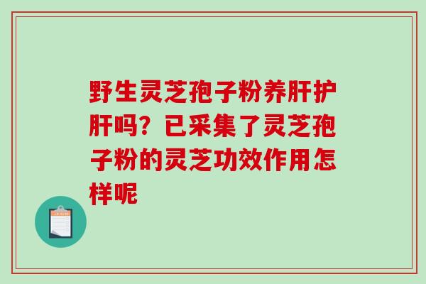 野生灵芝孢子粉养肝护肝吗？已采集了灵芝孢子粉的灵芝功效作用怎样呢