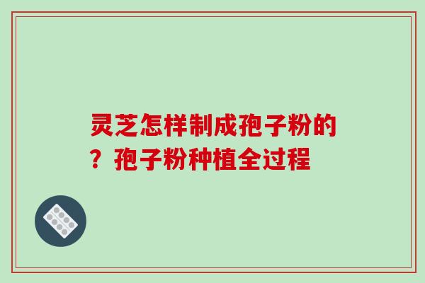灵芝怎样制成孢子粉的？孢子粉种植全过程