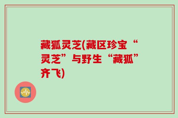 藏狐灵芝(藏区珍宝“灵芝”与野生“藏狐”齐飞)