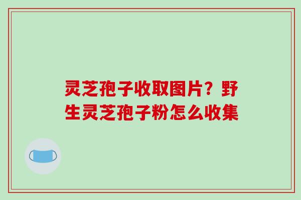 灵芝孢子收取图片?野生灵芝孢子粉怎么收集 灵芝孢子收取图片?野生灵芝孢子粉怎么收集