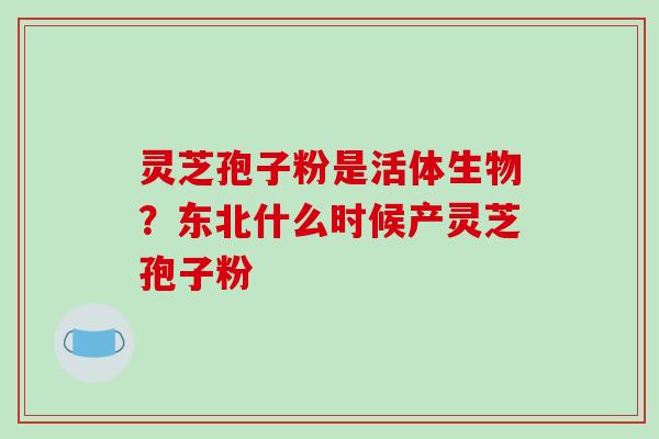 灵芝孢子粉是活体生物？东北什么时候产灵芝孢子粉