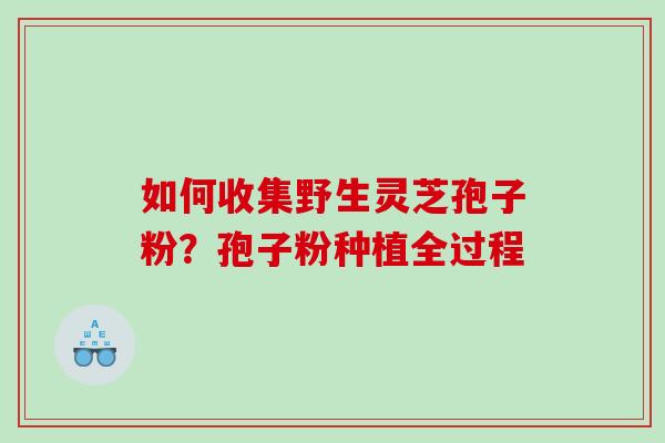 如何收集野生灵芝孢子粉？孢子粉种植全过程