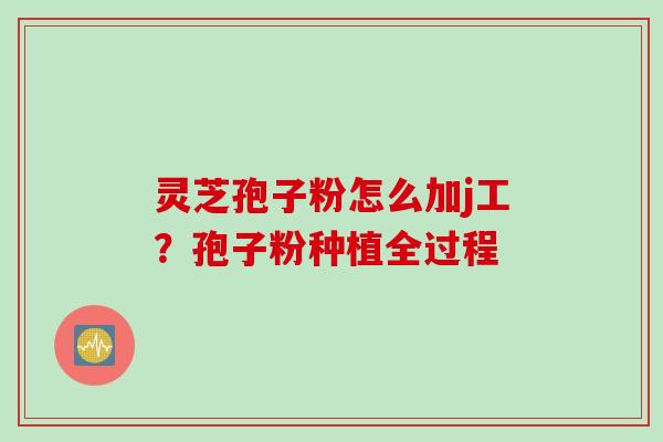 灵芝孢子粉怎么加j工？孢子粉种植全过程