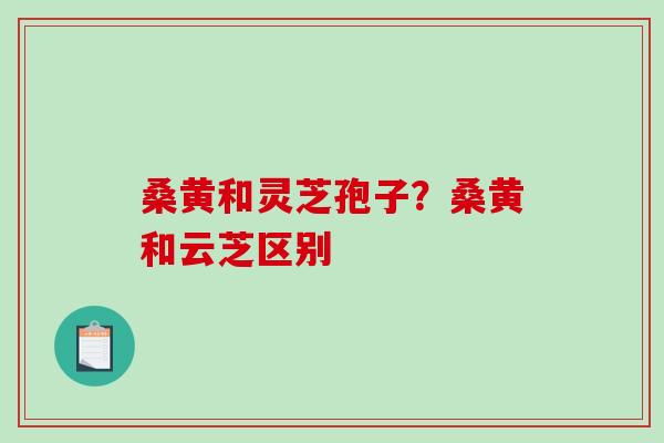 桑黄和灵芝孢子？桑黄和云芝区别